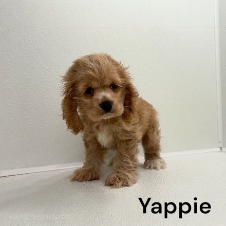 puppy, for, sale, Cocker Spaniel, Joe & Cherri  Overlease, dog, breeder, Miller, MO, dog-breeder, puppy-for-sale, forsale, nearby, find, puppyfind, locator, puppylocator, aca